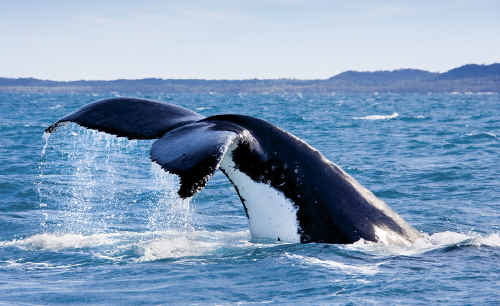 The usual whale-watching season is from July to November. The usual whale-watching season is from July to November.